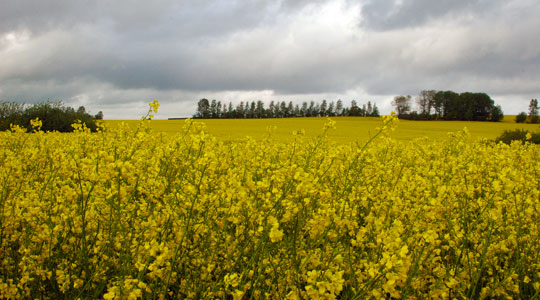 Raps auf Rügen